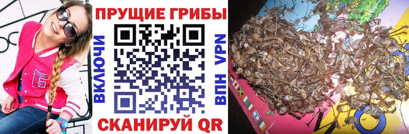 blacksprut зеркало  Мезень  Галлюциногенные грибы Psilocybe 